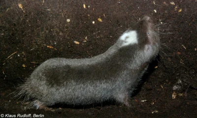 ダーリンデバネズミ