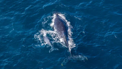 コククジラ