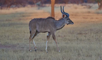 Strepsiceros zambesiensis