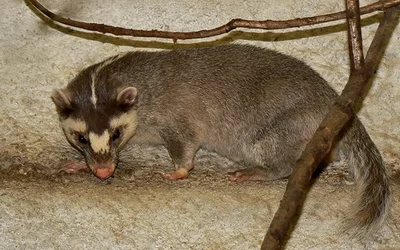 シナイタチアナグマ