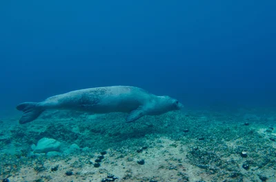 チチュウカイモンクアザラシ