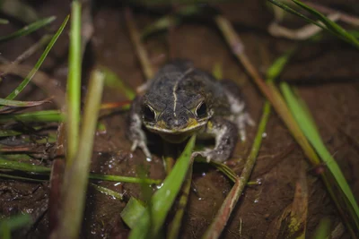 Rhinella mirandaribeiroi