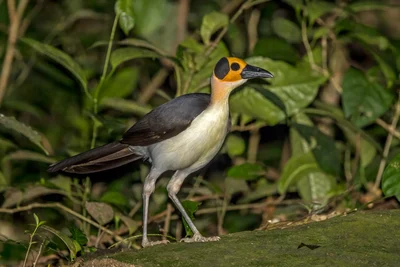 White-necked Picathartes