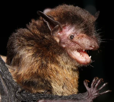 Eptesicus (Eptesicus) brasiliensis