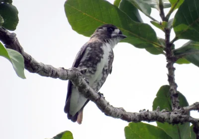 White-browed Purpletuft