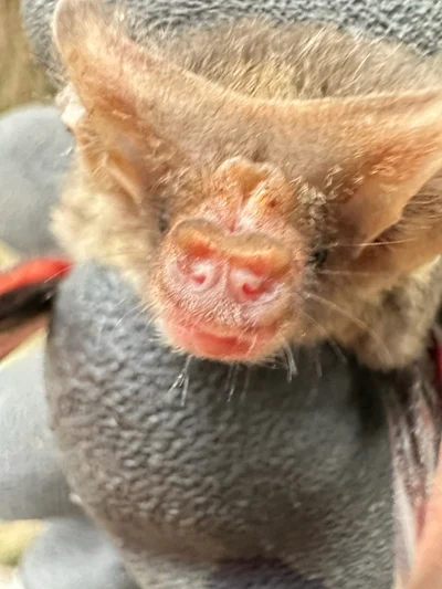 ヒメミミナガコウモリ