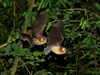 Natalus mexicanus