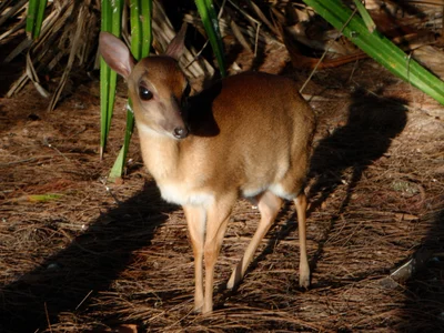Nesotragus moschatus