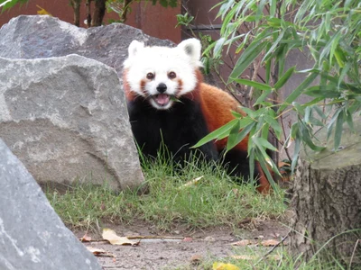 レッサーパンダ
