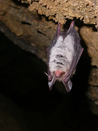 Myotis (Myotis) bechsteinii