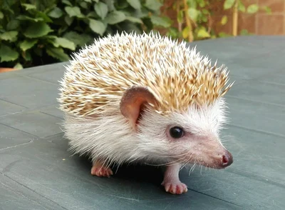 ヨツユビハリネズミ