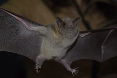 オナシハナナガコウモリ