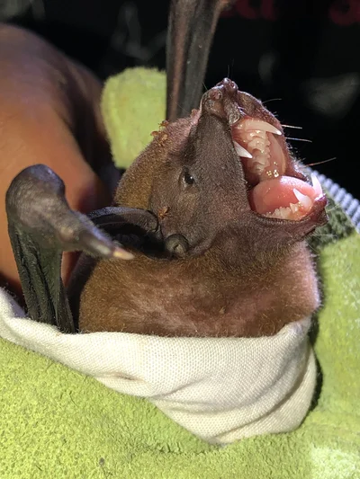 ミナミウオクイコウモリ