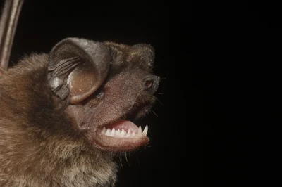 Eumops nanus