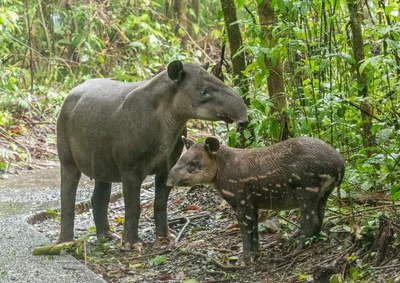 Tapirus bairdii
