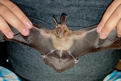 Nycteris javanica