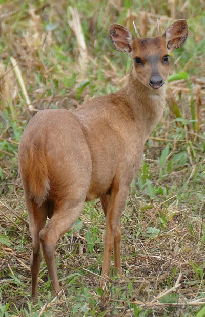 アカマザマ