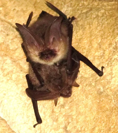 Plecotus ognevi
