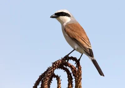 Red-backed Shrike