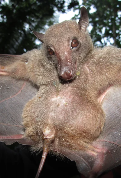 Pilonycteris celebensis