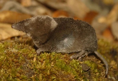 Cryptotis mexicanus