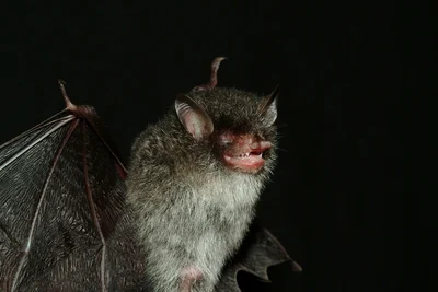 Murina beelzebub