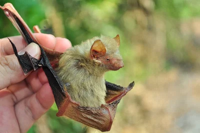 ティッケルクビワコウモリ