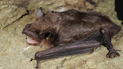 Eptesicus pachyomus