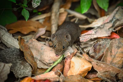 Hylomys peguensis