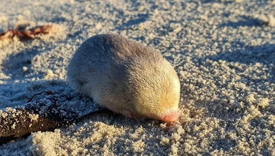 ウィントンキンモグラ
