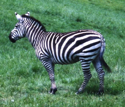 サバンナシマウマ