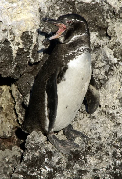 ガラパゴスペンギン