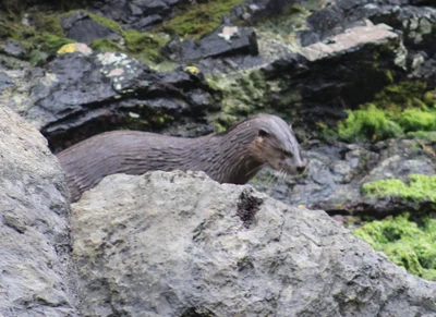 チリカワウソ