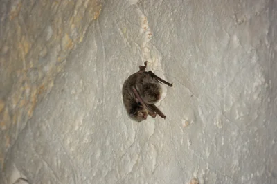 Miniopterus maghrebensis