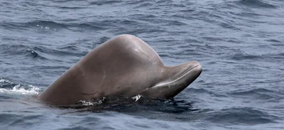 Northern bottlenose whale
