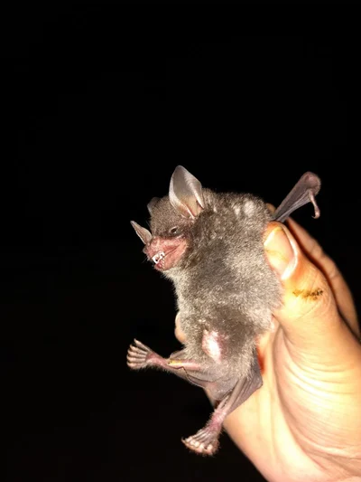 ソウェリタンビヘラコウモリ
