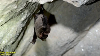 Miniopterus fuliginosus