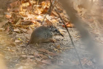 ヨツユビハネジネズミ