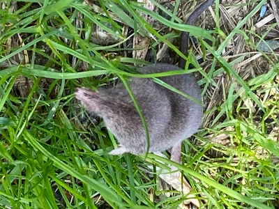 イプシトガリネズミ