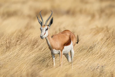 Cape Springbok