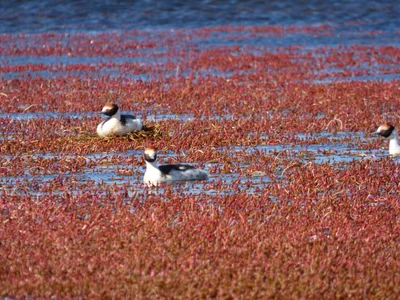 Hooded Grebe
