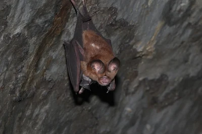Hipposideros bicolor