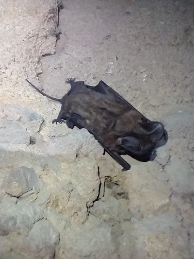 オオオヒキコウモリ