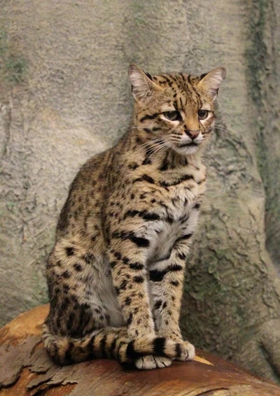 ジョフロイネコ