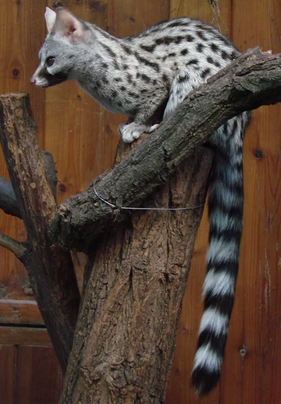 Genetta felina