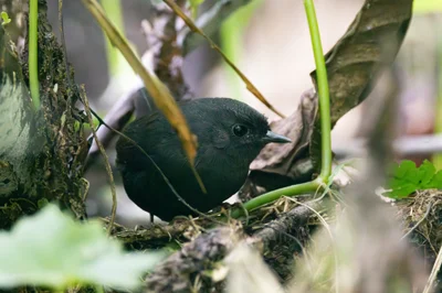 Blackish Tapaculo