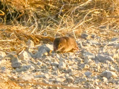 ホッキョクトガリネズミ