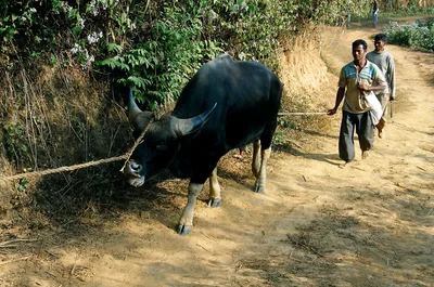 Bos frontalis