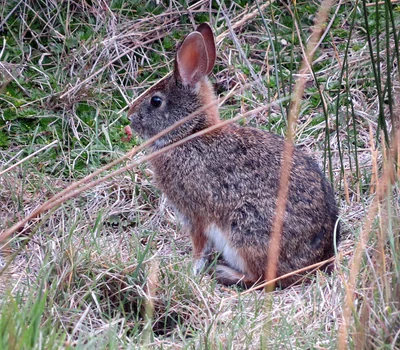 Sylvilagus andinus