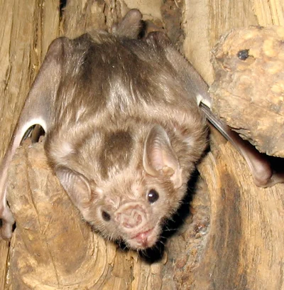 Diaemus youngii